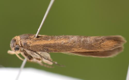 Scythris potentillella